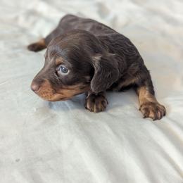 Truffle - Chocolate and tan female Dachshund puppy in Box Elder, South Dakota from Bee Sweet Dachshunds