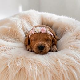 Maple - Red female Maltipoo puppy in St. George, Utah from Winchester Hills Poodles and Doodles