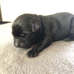 Labrador Retriever Puppies from Southtown Retrievers