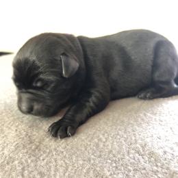 Labrador Retriever Puppies from Southtown Retrievers