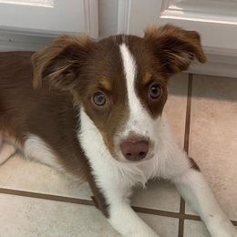 Australian Shepherds, Miniature Australian Shepherds, and Toy Australian Shepherds from Hanna’s Piney Paws