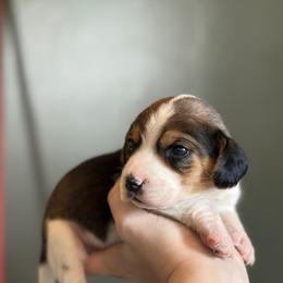 Male 3 - Red black and white male Beagle puppy in Carthage, Missouri from Rocking H Dogs
