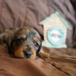 Clara Allen - Dapple female Dachshund puppy in Quemado, New Mexico from TNT Dachshunds