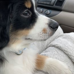 Miniature Australian Shepherd Puppies from Fancy Creek Mini Aussies