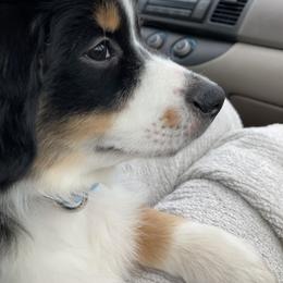 Miniature Australian Shepherd Puppies from Fancy Creek Mini Aussies