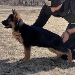 German Shepherd Puppies from Aus Dem Meer