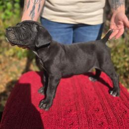 Female 3 - Black female Cane Corso puppy in Mason City, Illinois from Red Wood Cane Corso