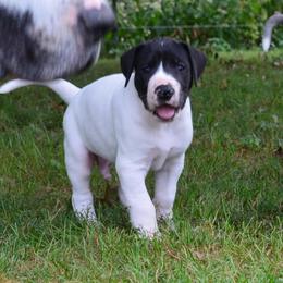 Knox - White male Great Dane puppy in Moores Hill, Indiana from Ajani's Danes