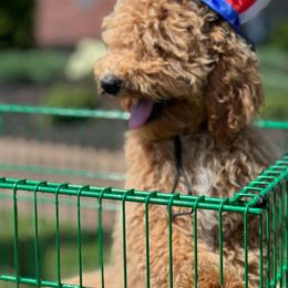 Boy 1 - Cream Goldendoodle puppy in Tennessee from Wonder Poodles and Doodles