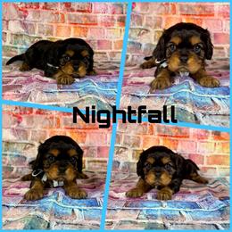 Nightfall - Black and tan male Cavalier King Charles Spaniel puppy in De Pere, Wisconsin from Rose Garden Kennels