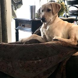 Labrador Retriever Puppies from Sycamore Kennels