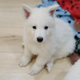 Berger Blanc Suisse Puppies from Moonlight Berger Blanc Suisses
