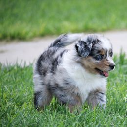 Australian Shepherd, Miniature American Shepherd, Miniature Australian Shepherd, and Toy Australian Shepherd Puppies from Painted Blue Aussies
