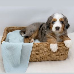 Aussiedoodle Puppies from Silva Ranch Doodles