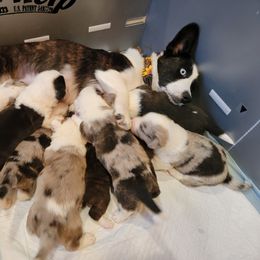 Cardigan Welsh Corgi Puppies from Star N Cardigan Corgis