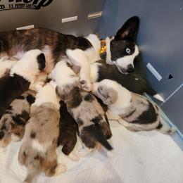 Cardigan Welsh Corgi Puppies from Star N Cardigan Corgis