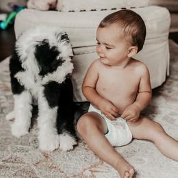 Sheepadoodle Puppies from DOODCompany