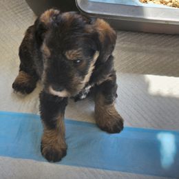 Salt Pepper Boy - Salt and pepper male Miniature Schnauzer puppy in Blountville, Tennessee from Maxwell House Schnauzers