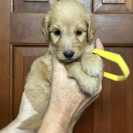 Cora's little girl yellow - Apricot female Goldendoodle puppy in Hardeeville, South Carolina from Pups of the Lowcountry