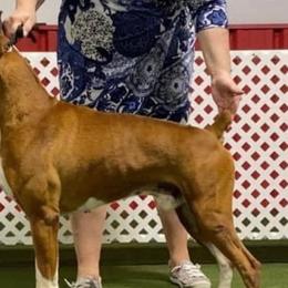Shelby - Boxer