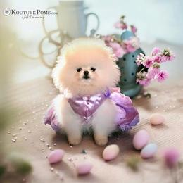 Pomeranian Puppies from Kouture Pomeranians