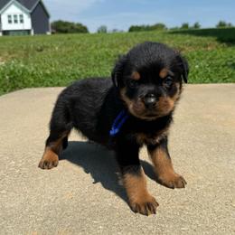 Blue collar - Black and mahogany male Rottweiler puppy in Brandenburg, Kentucky from Boss Rottweiler Haus