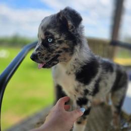 Ella - Blue merle female Australian Shepherd puppy in Wrightsville, Georgia from Wild Magnolia Farms Aussies