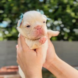 French Bulldog and Shih Tzu Puppies from Puppy Paper House