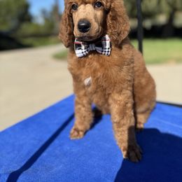 Gray collar boy - Red  male Poodle puppy in Riverside, California from Riverside red poodles