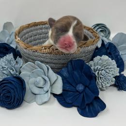 Orion (sable bluie) - Sable and white male American Corgi puppy in Waco, Texas from The Comma Corgis