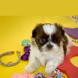 Shih Tzu Puppies from Arizona Sunrise Shih Tzus