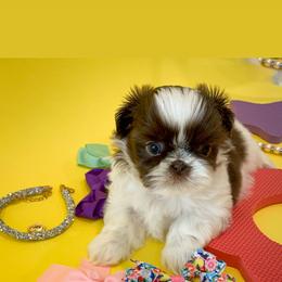 Shih Tzu Puppies from Arizona Sunrise Shih Tzus