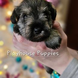 Chiffon - Salt and pepper female Miniature Schnauzer puppy in Lebanon, Missouri from Playhouse Puppies