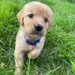 Dark Blue Girl - Golden female Golden Retriever puppy in Louisville, Illinois from Hearth & Homestead