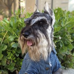 Miniature Schnauzers from It's Schnauzer Never