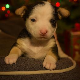 Ghost - Black and white male Chihuahua puppy in Drumright, Oklahoma from Fancy Pants Chihuahua’s