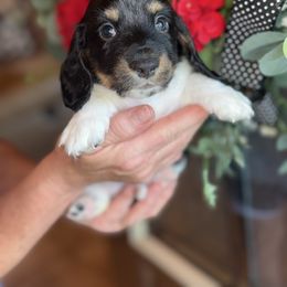 Boy 2 - Piebald male Dachshund puppy in Aurora, Missouri from Baker Farms