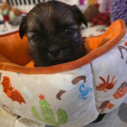 Piper - Chocolate and tan female Shih Tzu puppy in Filer, Idaho from Shih Tzu Kennels
