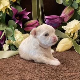 Chihuahua Puppies from Knox Rock'n Chihuahuas