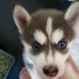 Pomsky Puppies from Bluebonnet Pomskies