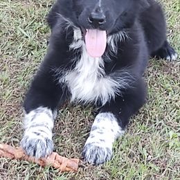 Australian Shepherds from Mason Jar Aussies
