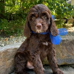 Matcha - Liver and white male Springerdoodle puppy in Lisbon, Ohio from Willow Lane Doodles
