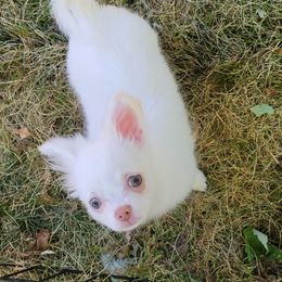 Chihuahua Puppies from Elegant Exotic Chihuahua's