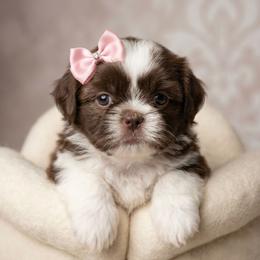 NOVA - Liver and white female Shih Tzu puppy in Los Banos And Bay Area, California from Shantii's Shih Tzu's
