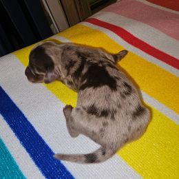 Dolly - Chocolate female Dachshund puppy in Strong, Arkansas from Dachshunds R Us