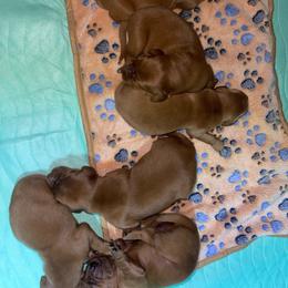 Male 6 - Luna - Dark golden male Golden Retriever puppy in Yucaipa, California from Blessed Goldens