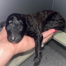 Boy 1 - Sable male Poodle puppy in Calimesa, California from Teakwoodpoodleofsocal