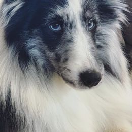 Shetland Sheepdogs from Clermont