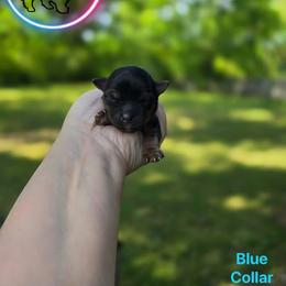 Yorkshire Terrier Puppies from Yorkie Pups of Bama