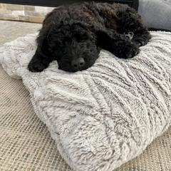 Double Doodle Puppies from Dog Paw Doodles